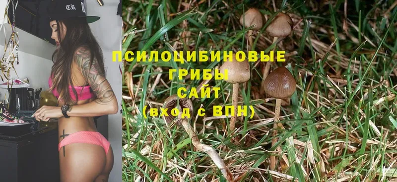 Галлюциногенные грибы Psilocybe  Новоалтайск 